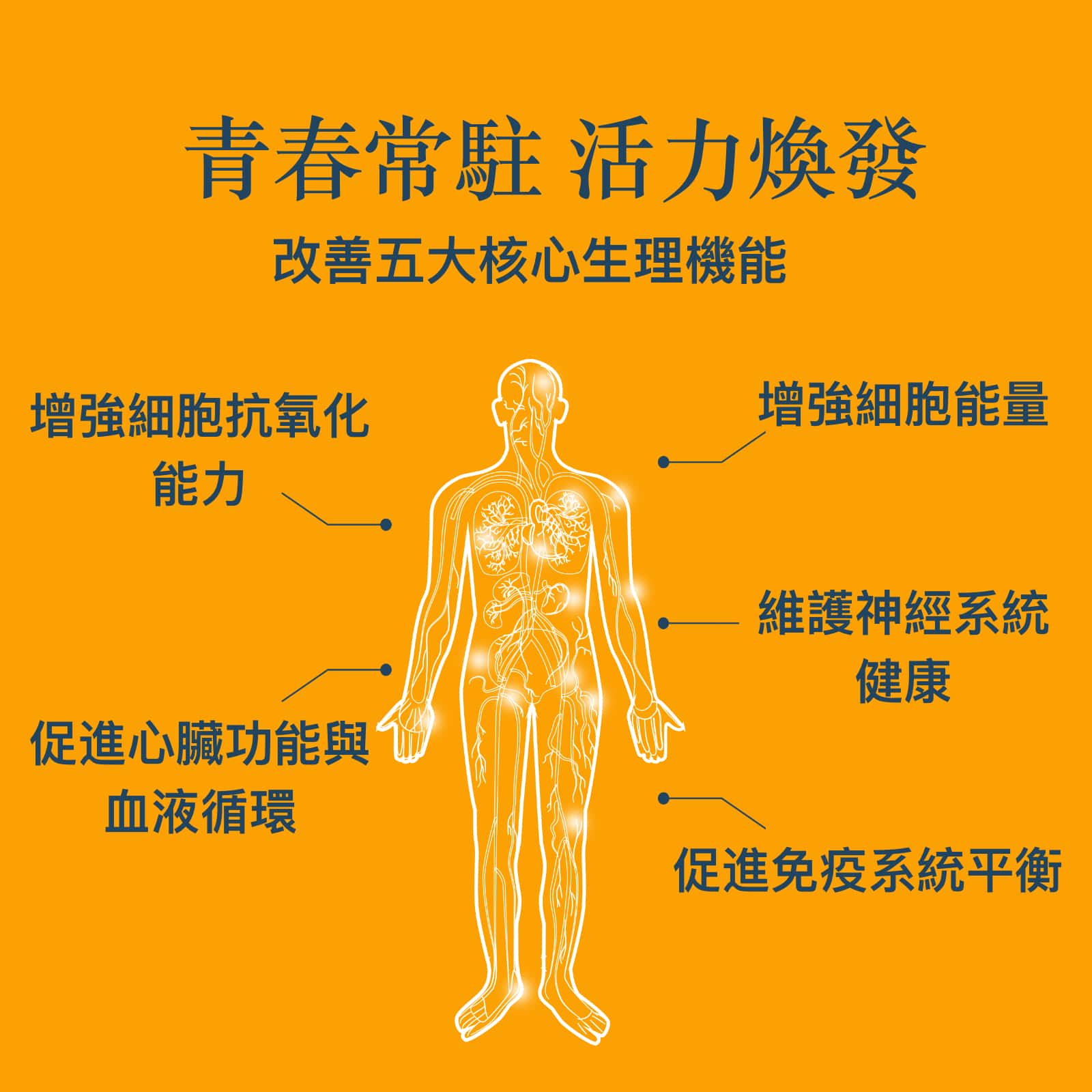NAD+ Optimal 抗衰老保健品 - OptiNourish