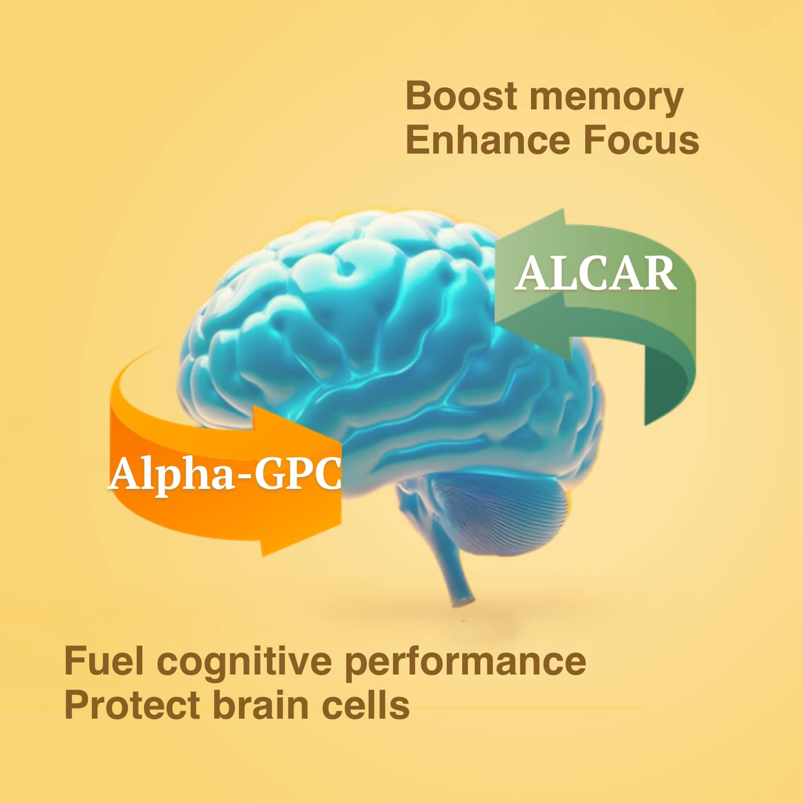 Illustration of a brain with Alpha-GPC and ALCAR labels on a yellow background
